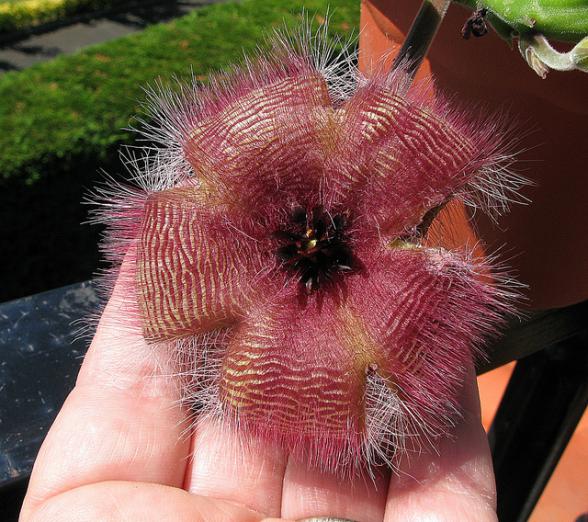 Name:  Stapelia sp... hibrido de grandiflora.jpg
Views: 896
Size:  69.7 KB