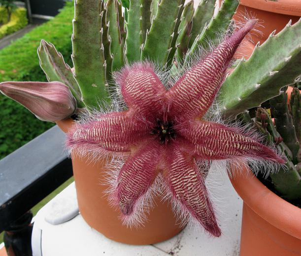 Name:  Stapelia sp.jpg
Views: 1003
Size:  70.7 KB