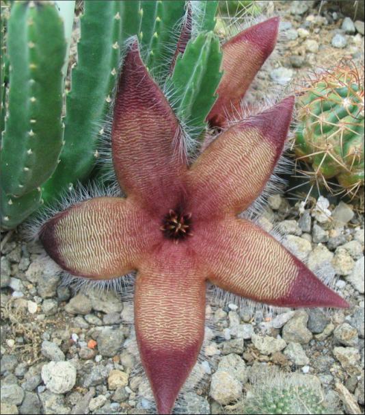 Name:  Stapelia tsomoensis jardin.jpg
Views: 864
Size:  73.6 KB