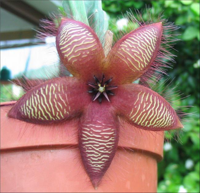 Name:  Stapelia tsomoensis.jpg
Views: 1130
Size:  65.4 KB