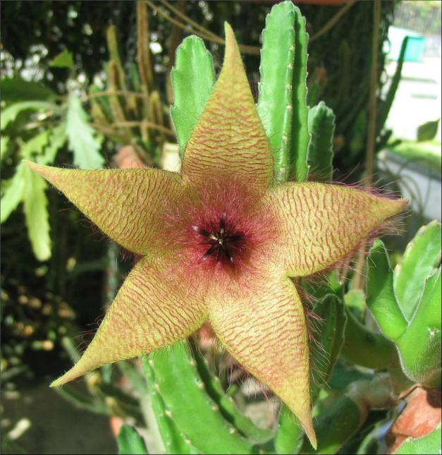 Name:  Stapelia unicornis.jpg
Views: 977
Size:  70.9 KB