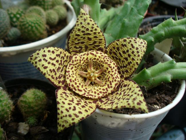 Name:  stapelia variegata.jpg
Views: 1097
Size:  58.3 KB