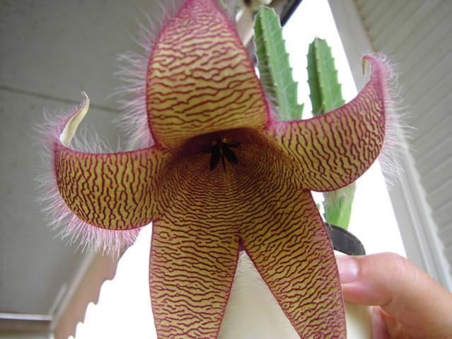 Name:  Stapelia...gigantea.jpg
Views: 970
Size:  46.9 KB