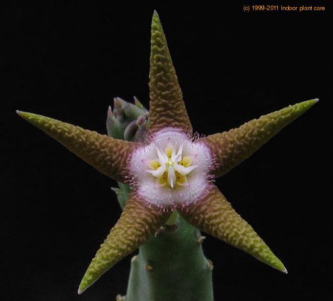 Name:  stapelia-flavopurpurea Gonostemon flavopurpureus.jpg
Views: 853
Size:  26.7 KB