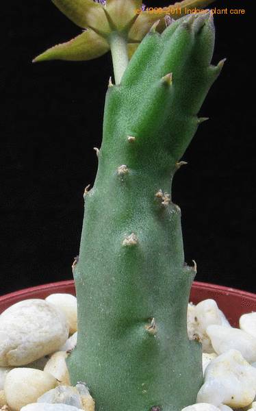 Name:  stapelia-flavopurpurea-body Gonostemon flavopurpureus.jpg
Views: 906
Size:  27.1 KB