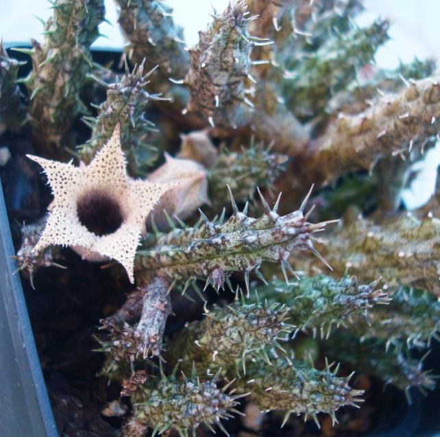 Name:  Stapelianthus decaryi  (2).jpg
Views: 1426
Size:  70.4 KB