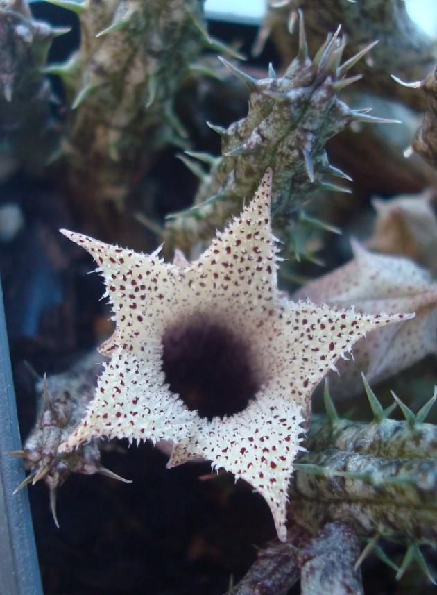 Name:  Stapelianthus decaryi  (3).jpg
Views: 1038
Size:  71.1 KB