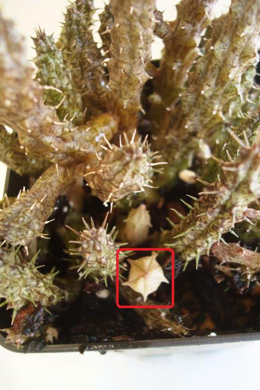 Name:  Stapelianthus decaryi dice lurdes.jpg
Views: 903
Size:  68.8 KB