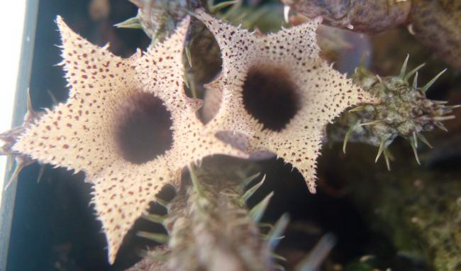 Name:  Stapelianthus decaryi.jpg
Views: 1012
Size:  36.4 KB