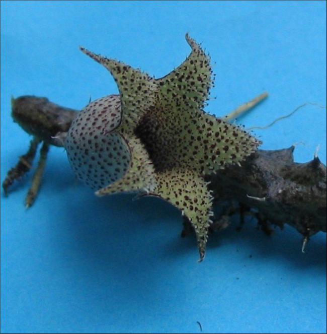 Name:  Stapelianthus decaryii.jpg
Views: 806
Size:  49.1 KB