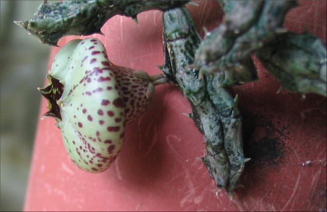 Name:  Stapelianthus insignis 1.jpg
Views: 917
Size:  36.8 KB