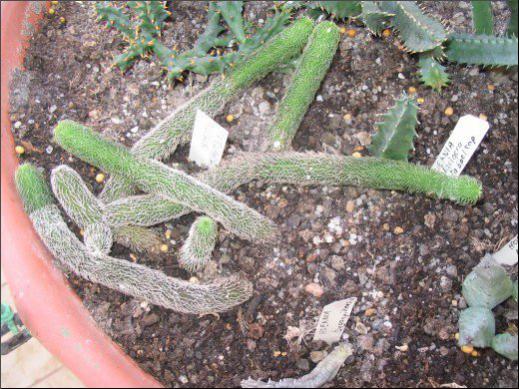 Name:  Stapelianthus pilosus.jpg
Views: 970
Size:  56.0 KB