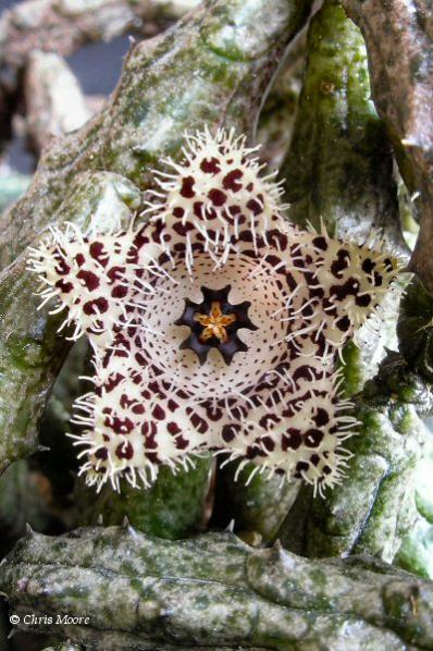 Name:  Stapelianthus_madagascariensis.jpg
Views: 1109
Size:  61.0 KB