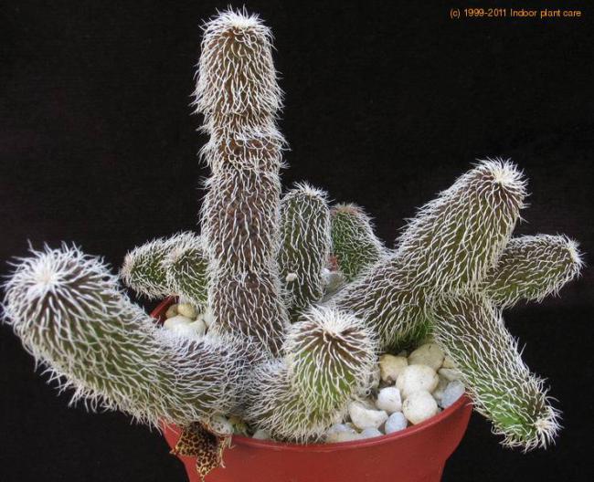 Name:  stapelianthus-pilosus Trichocaulon decaryi2.jpg
Views: 954
Size:  68.1 KB