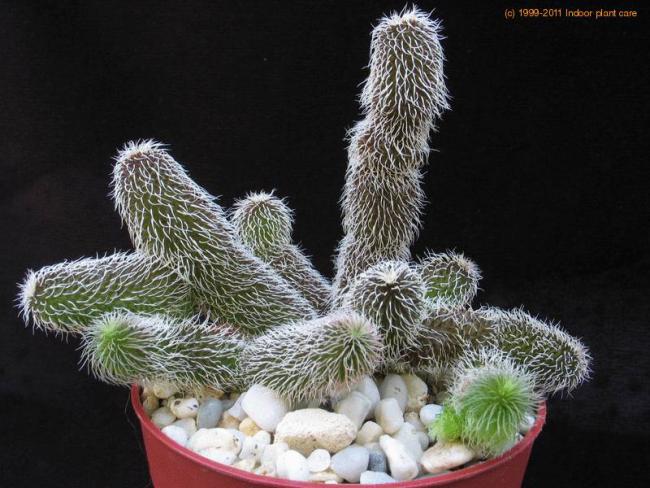Name:  stapelianthus-pilosus1 Trichocaulon decaryi.jpg
Views: 933
Size:  56.6 KB