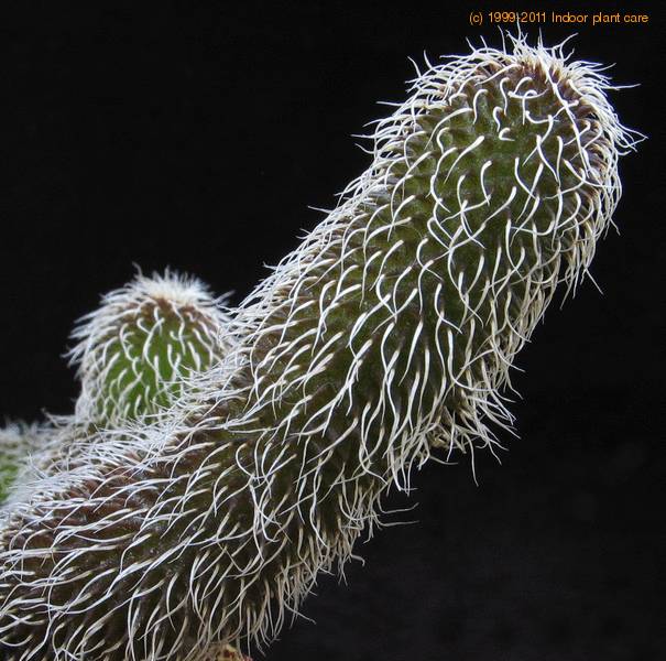 Name:  stapelianthus-pilosus-leaf Trichocaulon decaryi.jpg
Views: 947
Size:  65.7 KB