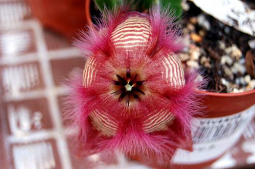Name:  Stapeliate grandiflora jardin.jpg
Views: 829
Size:  29.3 KB