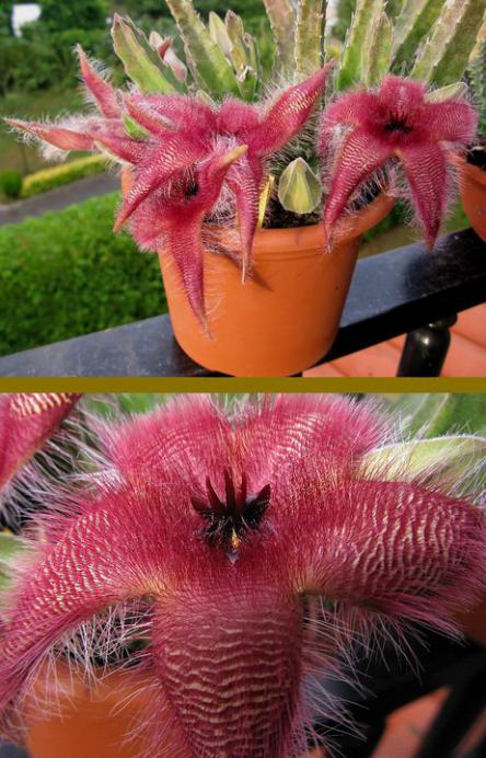 Name:  Stapeliate grandiflora.jpg
Views: 853
Size:  64.2 KB