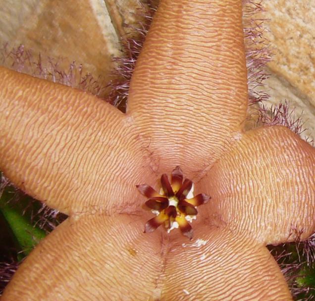 Name:  Stapeliate0.jpg
Views: 849
Size:  70.2 KB