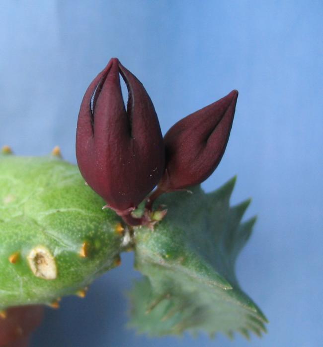 Name:  Stapeliopsis saxatilis.jpg
Views: 886
Size:  31.0 KB