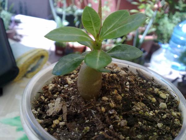 Name:  Adenium (2).jpg
Views: 1162
Size:  44.7 KB