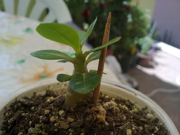 Name:  Adenium (3).jpg
Views: 1130
Size:  32.6 KB