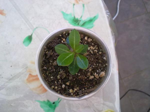 Name:  Adenium (4).jpg
Views: 1129
Size:  30.0 KB