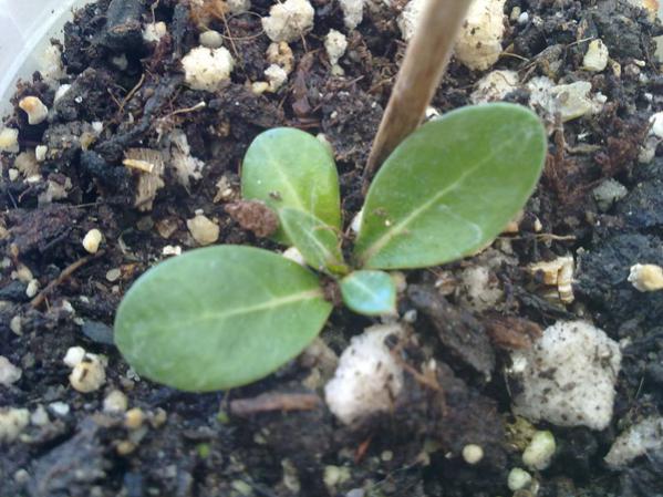 Name:  Adenium (1).jpg
Views: 1121
Size:  52.4 KB