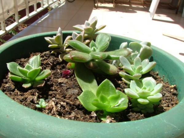 Name:  Echeverias - 3 Haziran 2009 (600 x 450).jpg
Views: 3165
Size:  45.8 KB