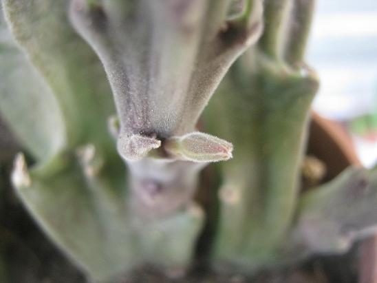 Name:  stapelia.JPG
Views: 1748
Size:  33.5 KB