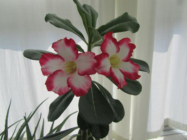 Name:  hoya 116.jpg
Views: 868
Size:  29.7 KB