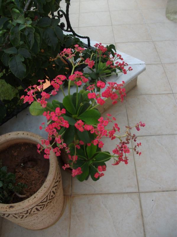 Name:  DSCF2184.jpg
Views: 2464
Size:  59.7 KB