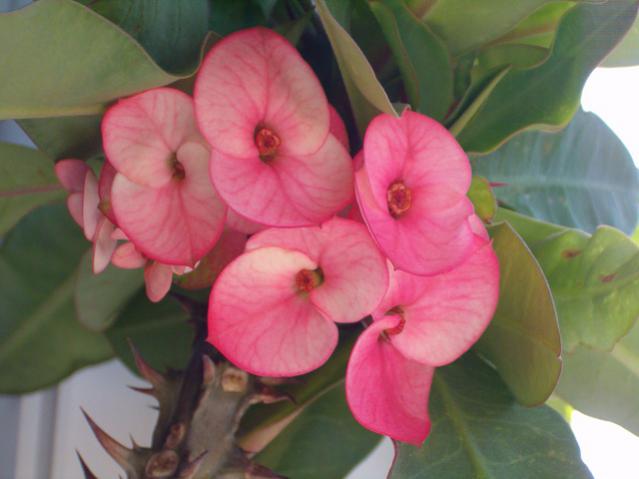 Name:  004.jpg
Views: 2516
Size:  31.2 KB