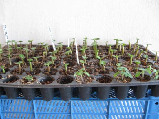 Name:  arabicum11.jpg
Views: 738
Size:  37.3 KB