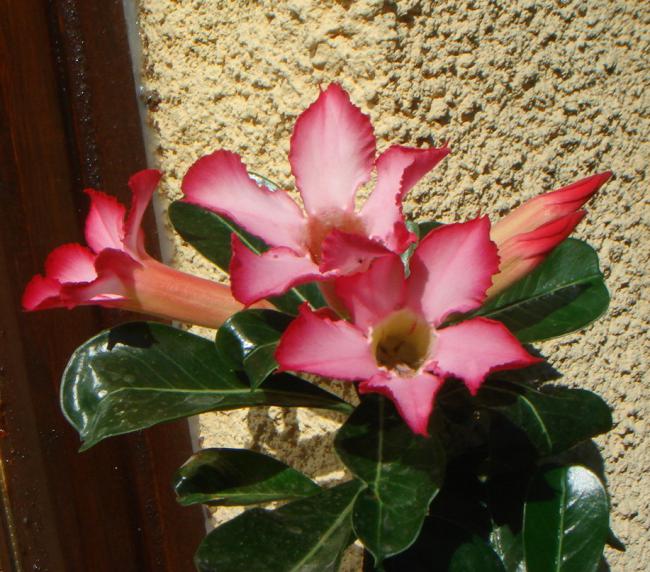 Name:  Adenium 12.jpg
Views: 900
Size:  68.4 KB