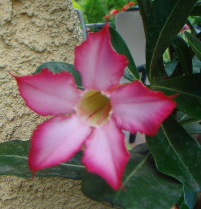 Name:  Adenium 8.jpg
Views: 1004
Size:  51.9 KB
