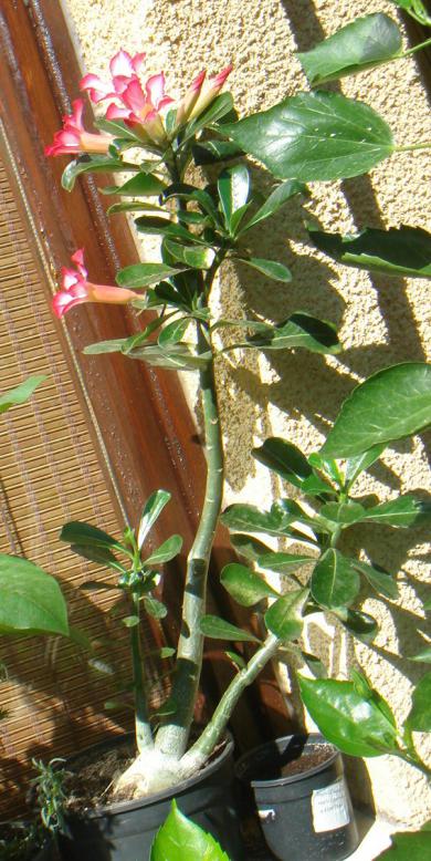 Name:  Adenium 16.jpg
Views: 944
Size:  76.7 KB