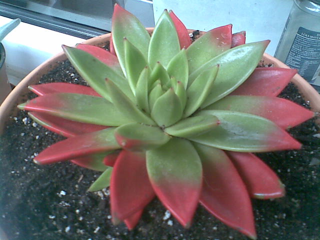 Name:  echeveria agavoides.jpg
Views: 4095
Size:  49.2 KB