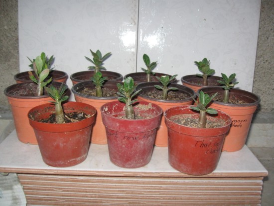 Name:  arabicum12.jpg
Views: 1007
Size:  65.4 KB