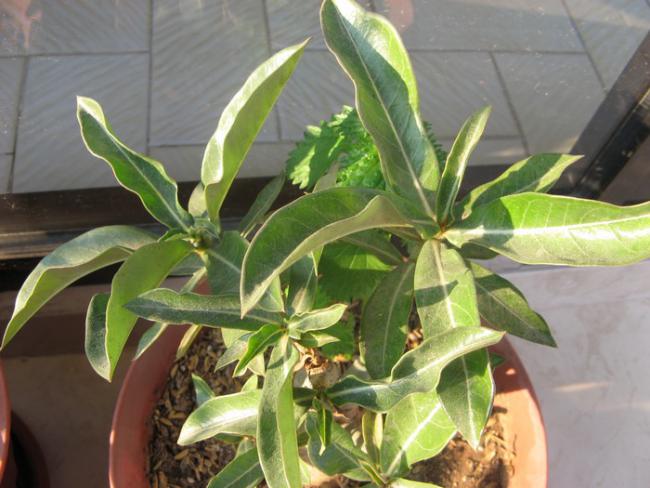 Name:  adenium.jpg
Views: 969
Size:  47.7 KB