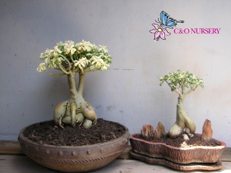 Name:  adenium.bmp3.jpg
Views: 26793
Size:  39.0 KB