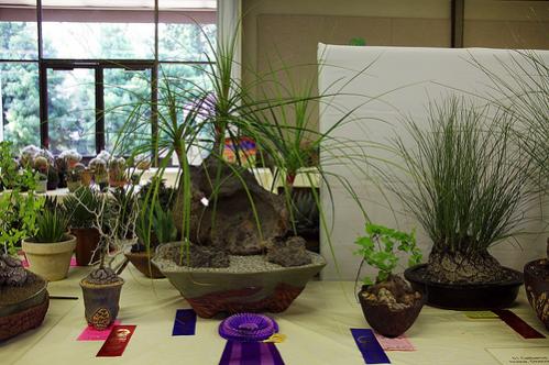 Name:  CalibanusDioscorea.jpg
Views: 3643
Size:  38.6 KB