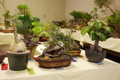 Name:  Cyphostemma.jpg
Views: 3895
Size:  31.6 KB