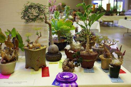 Name:  Cyphostemma 1.jpg
Views: 3847
Size:  35.9 KB