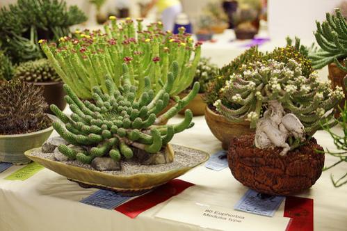 Name:  Euphorbia.jpg
Views: 3699
Size:  38.9 KB