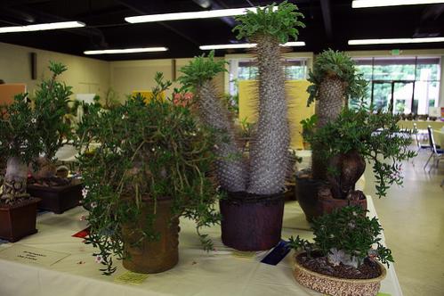 Name:  Pachypodium.jpg
Views: 4228
Size:  35.8 KB