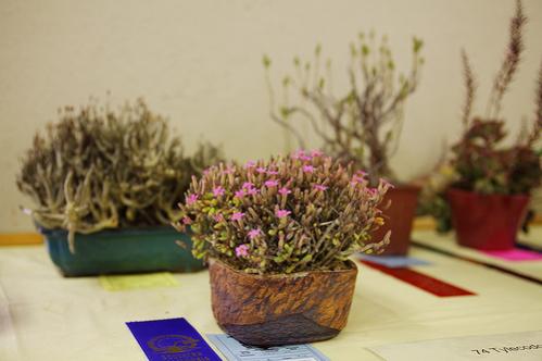 Name:  Tylecodon.jpg
Views: 4003
Size:  22.8 KB