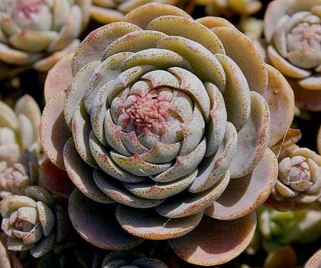 Name:  oro boehmerii detail.jpg
Views: 1450
Size:  41.8 KB