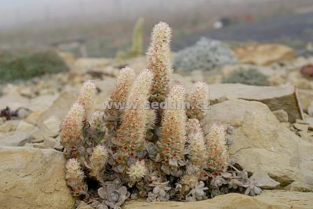 Name:  Orostachys boehmeri_1.JPG
Views: 1780
Size:  25.3 KB