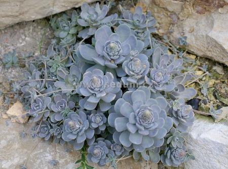 Name:  Orostachys boehmeri_5.jpg
Views: 1700
Size:  36.3 KB